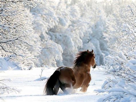 Beautiful Winter Scene With Horse Beautiful Winter Scenes Pinterest