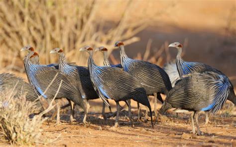 Vulturine Guinea Fowl Species Profile And Facts Learnpoultry