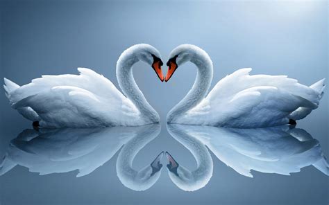 Swans In Love Wallpaper 4 1920×1200 Swan Love Animals