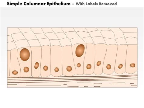0614 Simple Columnar Epithelium Medical Images For