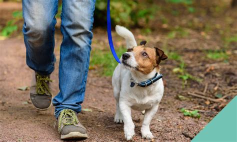 Local Dog Walking During Lockdown Spinney Vets