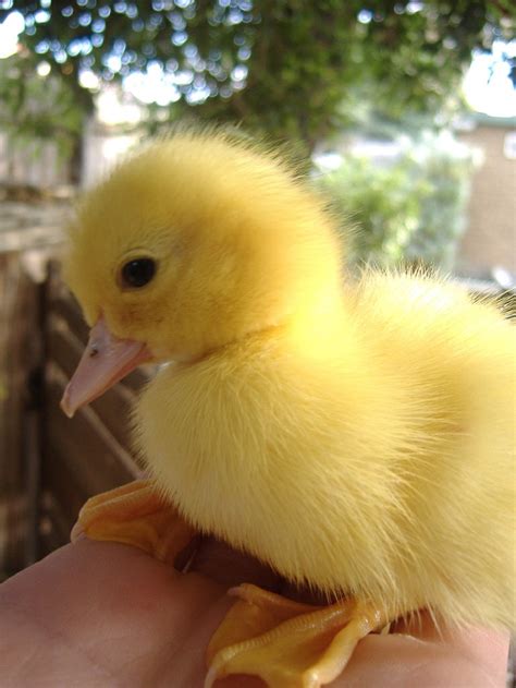 2253 Best Ducks Images On Pinterest Ducks Baby Ducks
