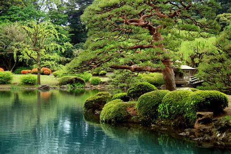Calm Zen Lake And Bonsai Trees In Tokyo Garden Wall