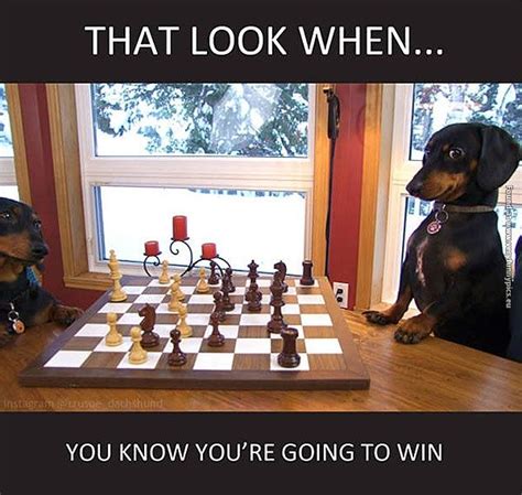 When Your Dog Beats You In Chess Funny Pictures Funny Animal