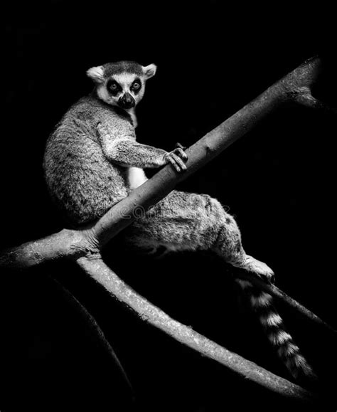 Ring Tailed Lemur Stock Photo Image Of Isolated Ring 195843168