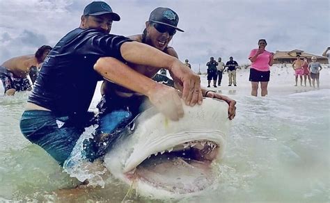 Group Catches Tiger Shark On Navarre Beach Coastal Angler And The