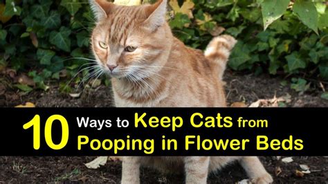 Cats will stay away from this smell. 10 Quick Ways to Keep Cats from Pooping in Flower Beds
