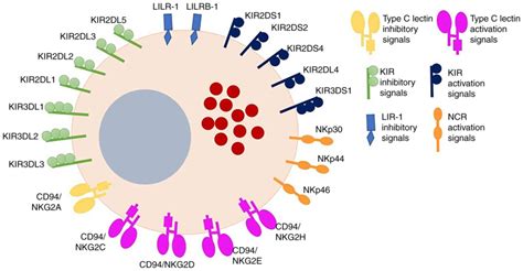 Role Of Tolllike Receptors In Natural Killer Cell Function In Acute Lymphoblastic Leukemia Review