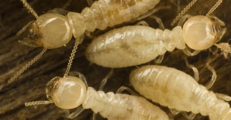 Is A New Super Destructive Hybrid Termite Coming Discovery Blog
