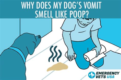 Why Does My Dogs Vomit Smell Like Poop Foul Smelling Dog Vomit