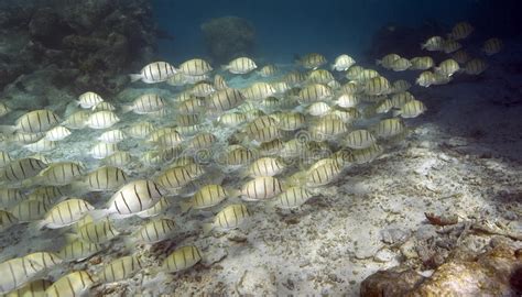 School Of Tropical Fish South Pacific Ocean Stock Photo Image Of