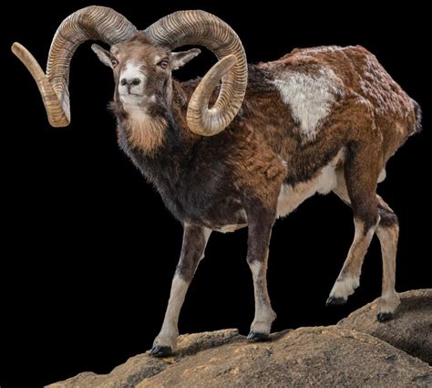 Mouflon Taxidermy South Africa Get Mouflon Trophy Quote