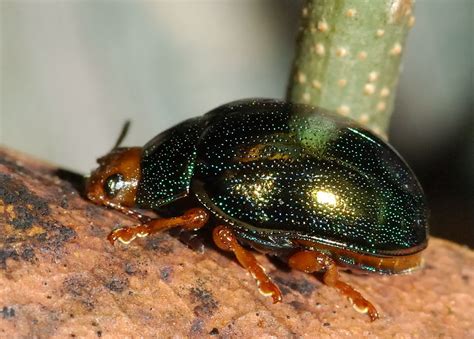 Metallic Green Acacia Beetle Calomela Ruficeps