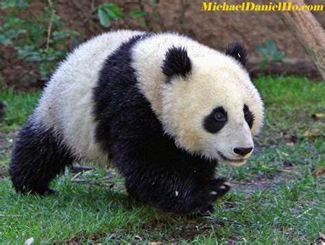 Giant Panda And Red Panda Photos And Images