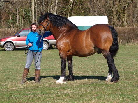 My Welsh Cob Stallion Brynithon Northern Wind Horses Welsh Pony And