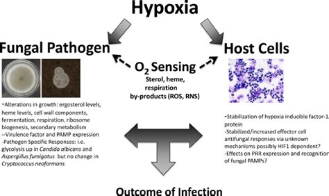 Confirmed And Potential Effects Of Hypoxia On Fungal Pathogenesis