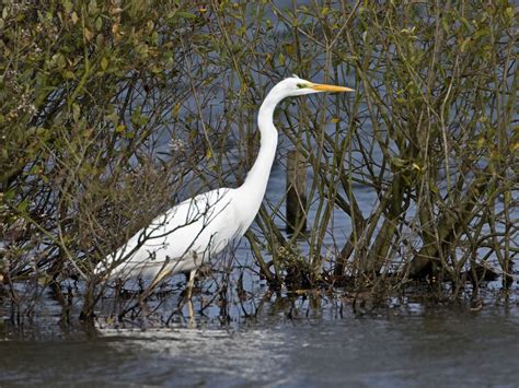 Martins Sussex Birding Blog Great White Egret