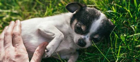 Visible Rashes On Your Dogs Groin May Look Alarming And Uncomfortable