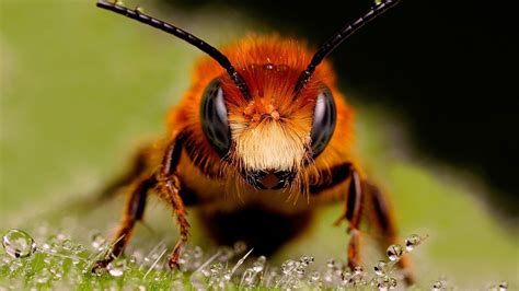 Wallpaper Hewan Alam Margasatwa Lebah Flora Fauna Merapatkan