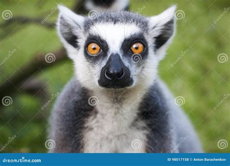 Lemur Face Close Up Stares On People Stock Photo Image Of Forest