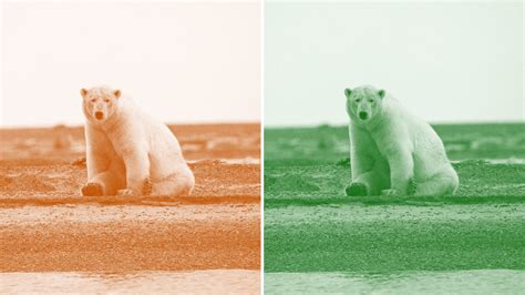 Climate Change Denialists Say Polar Bears Are Fine Scientists Are