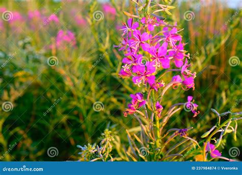 Fireweed Flowers On The Meadow Close Up Beautiful Pink Purple Flowers