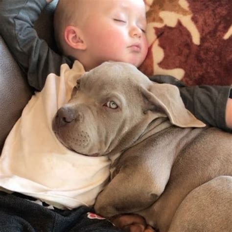 Are Pit Bulls Good Around Kids