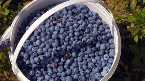 Newfoundlands Annual Blueberry Harvest 2017 Youtube