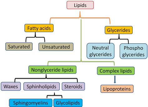 Fatty Acids Classification Of Fatty Acids