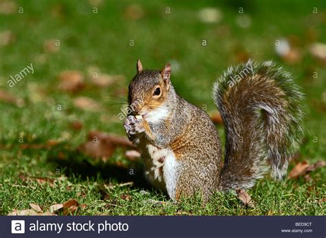 Grey Squirrel Eating Nut Stock Photo Alamy
