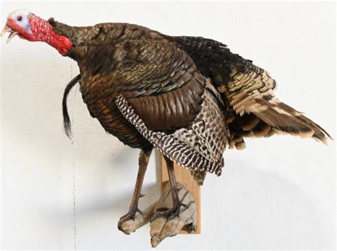Sold Price Turkey Full Body Wall Mount January 6 0120 1000 Am Cst