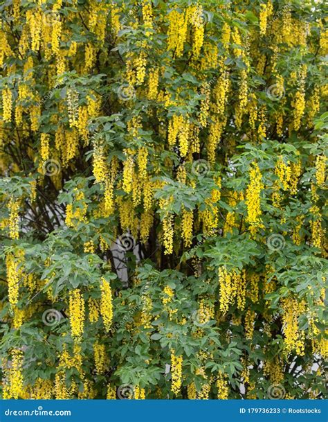 Blooming Laburnum Tree Stock Image Image Of Bush Landscaping 179736233