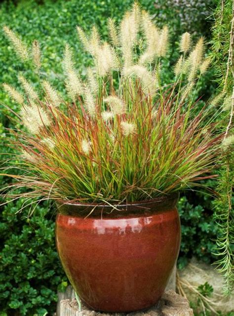 Fountain Grass Pennisetum Alopecuroides Burgundy Bunny From Growing Colors