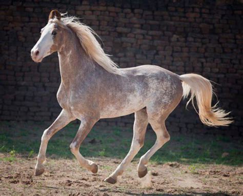 rare  beautiful horses  akhal teke  leopard appaloosa