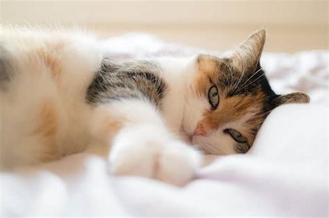 Warum pinkelt die katze uberall hin mogliche ursachen. Katze pinkelt ins Bett ? Hier bekommst du schnelle Hilfe!