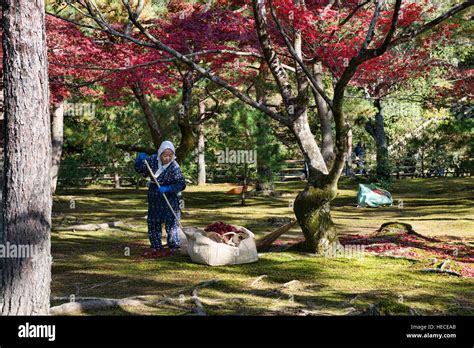 Raking Leaves At Kinkaku Ji Temple Golden Pavilion Kyoto Japan