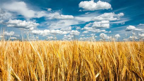 Wheat Field Nature Landscape Clouds Field Hd Wallpaper Wallpaper