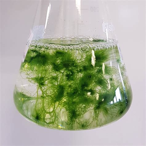 Knowledgebase – CCAP