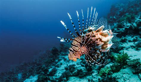 Invasive Lionfish Devour Other Fish And Create Major Problems Around
