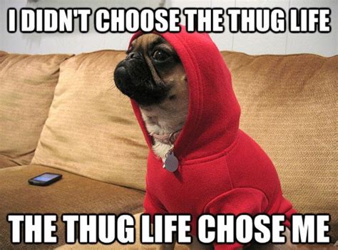 Image 367994 I Didnt Choose The Thug Life The Thug Life Chose