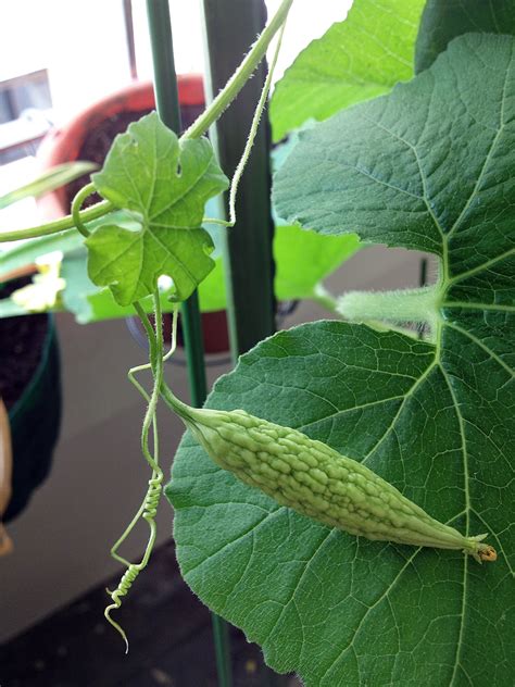 The gourd vine therefore needs a trellis or other supporting structure for allowing spreading and creeping. Piggy Land | Singapore Lifestyle Blog : Homegrown Bitter ...