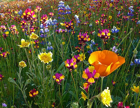 Lawn And Garden Feature How To Grow Wildflowers