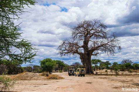 Tarangire National Park Tanzania Africa•scorci Di Mondo