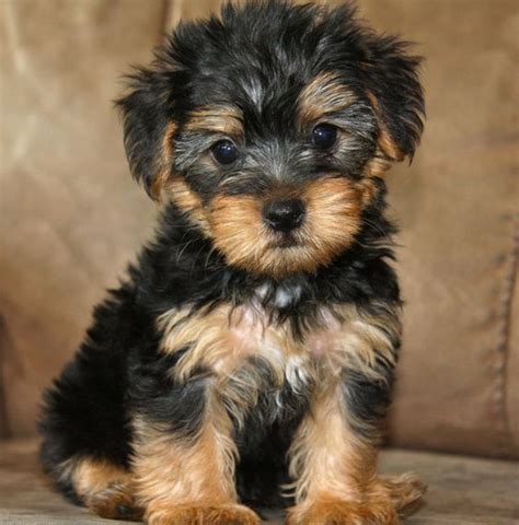 Yorkipoo Breed Photo Dog Breeds Picture