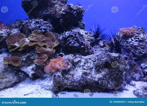 A Variety Of Corals Grow On Stones Underwater Stock Image Image Of