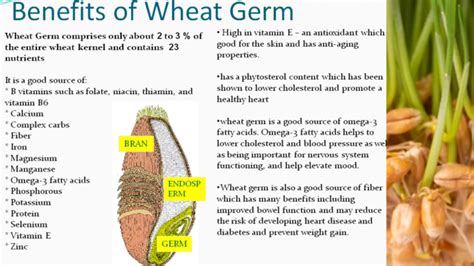 Wheat Germ Facts And Health Benefits Animas Wellness