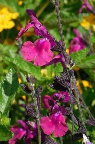 Salvia greggii [violet] | Salvia greggii 'Violet' | Violet ...