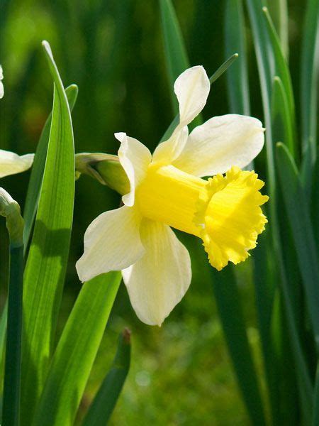 4 Sensational Types Of Urban Gardening Ideas Bulb Flowers Daffodils