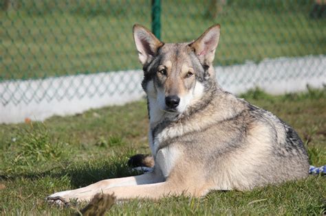 Ein saarlooswolfhond ist ein hund und kein wolf!! Saarlooswolfhond - Howling by Moonlight
