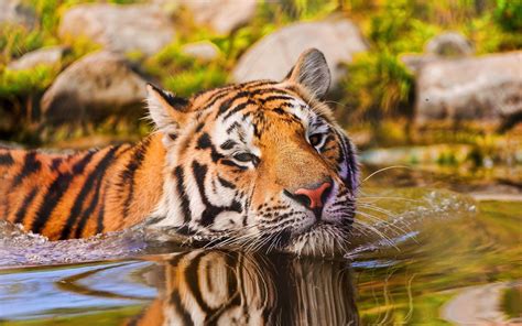 Orange And Black Tiger Animals Water Tiger Big Cats Hd Wallpaper